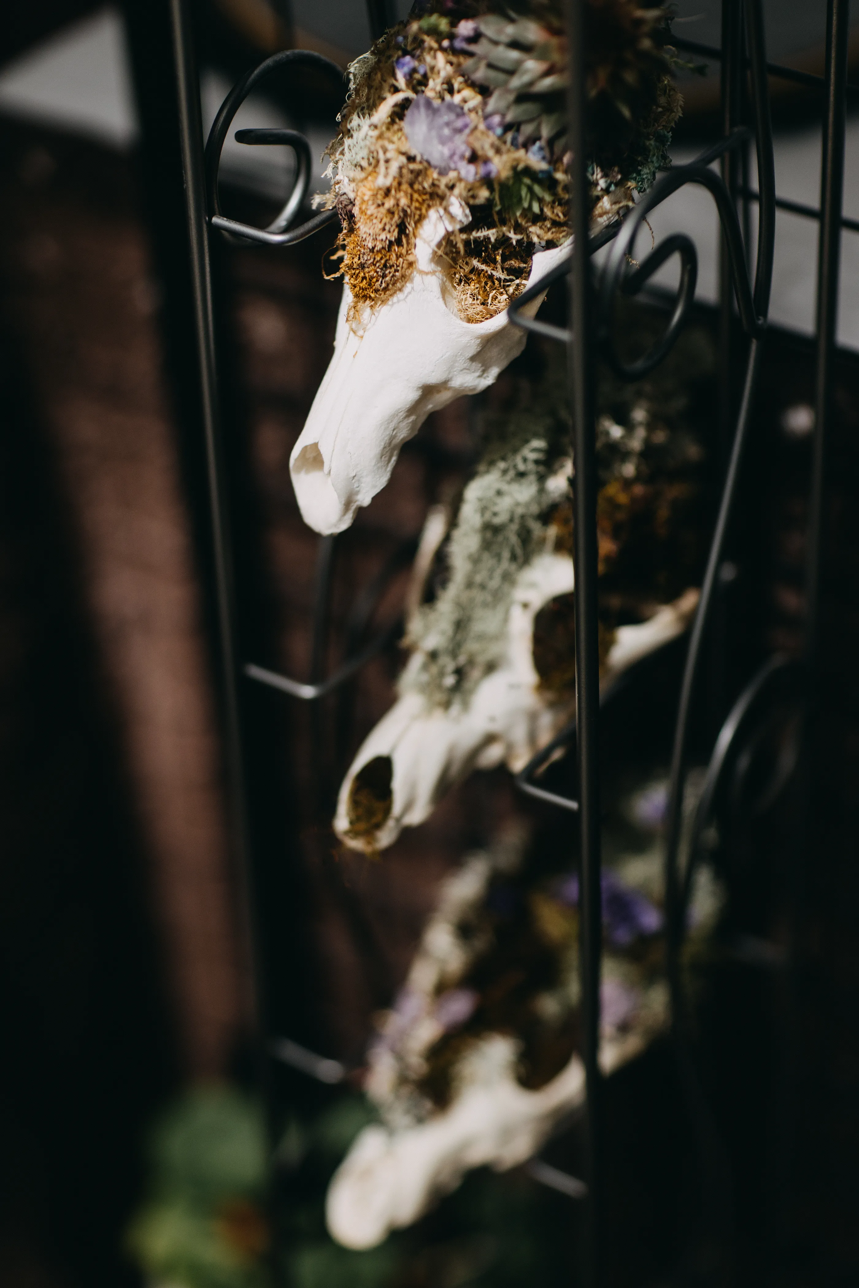 A display of arranged flora potted in animal skulls.